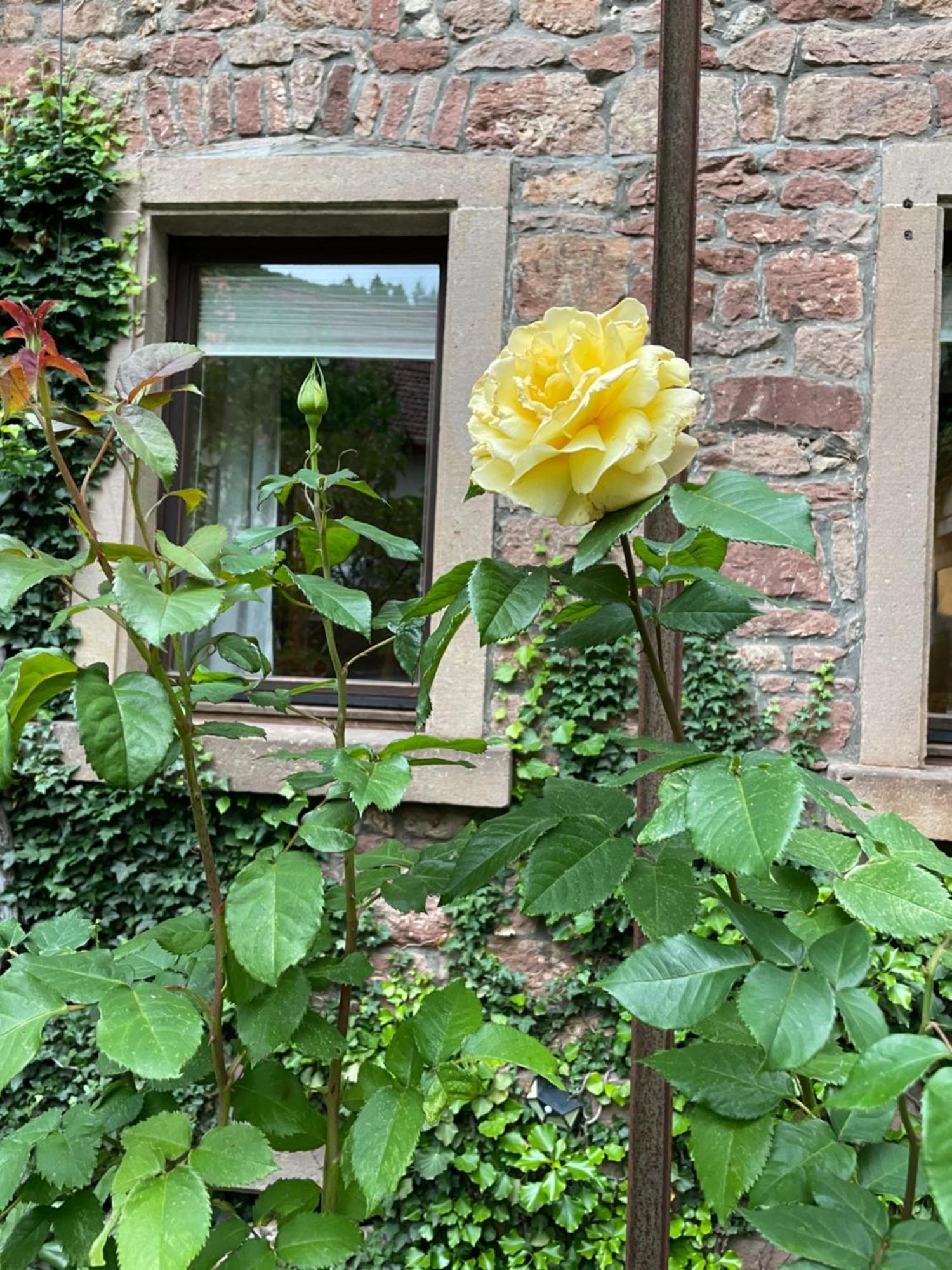 Appartamento "El Patio" Am Donnersberg Dannenfels Esterno foto